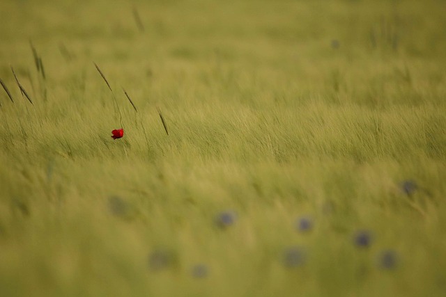 Mohnblume, Einsam, Hintergrund, Idylle