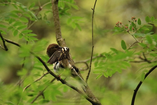 Singvogel, Vogel, Putzen, Verstecken