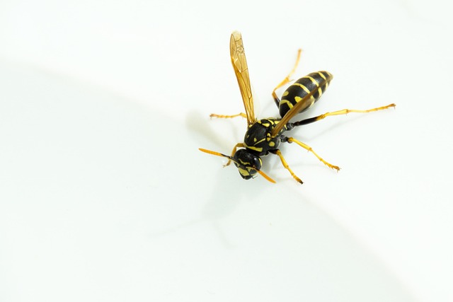 Free Wasp Water photo and picture