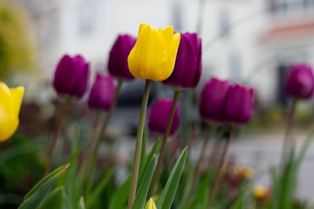 Blumen, Pflanzen, Tulpen, Natur, Gelb