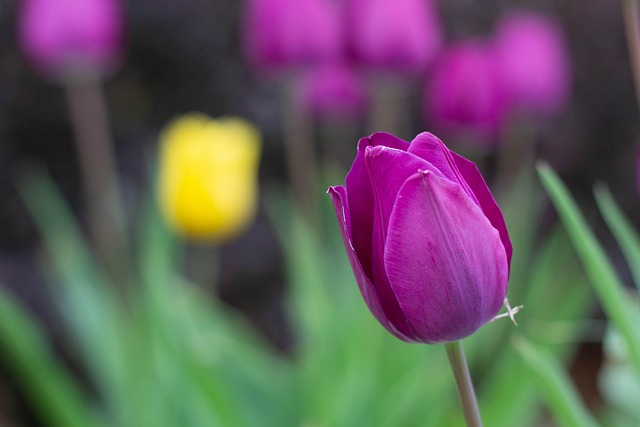 Blumen, Tulpen, Pflanzen, Blumentapete