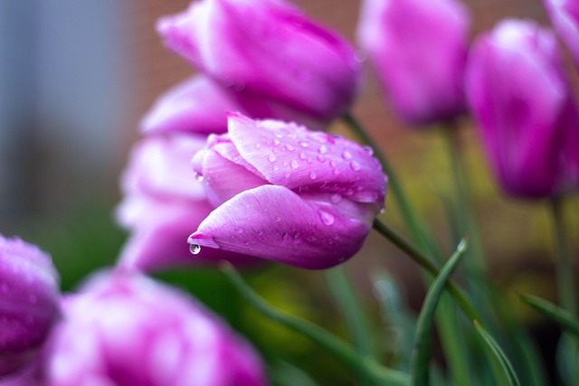 Blumen, Tulpen, Garten, Natur