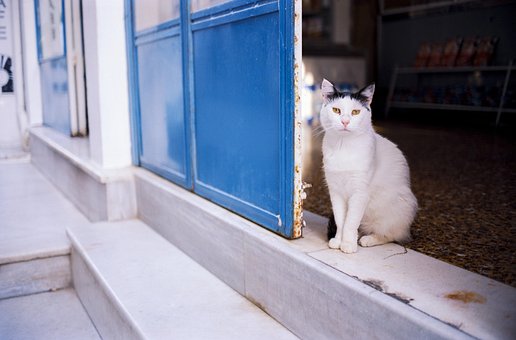 Katze, Haustier, Tier, Straße