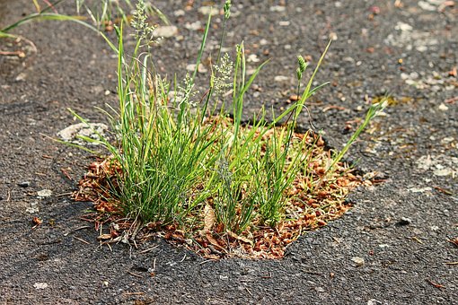 Asphalt, Grass, Road, Plant, Force