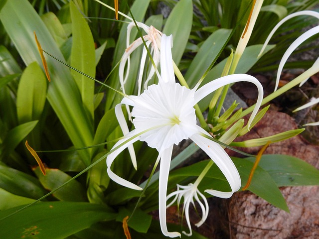 Free Blossom Bloom photo and picture