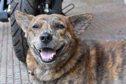 Free Dog Pet photo and picture
