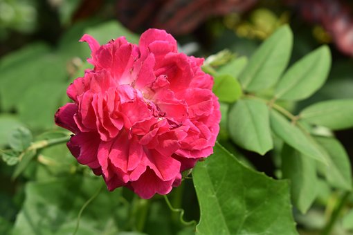 Free Rose Flower photo and picture
