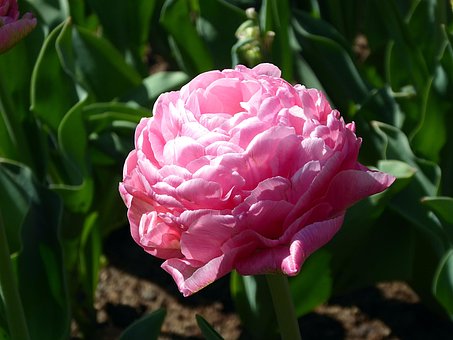 Tulpe, Blume, Rosa, Tulpe Double