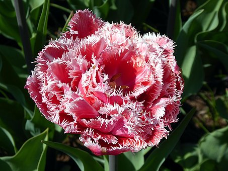 Tulpe, Blume, Rosa, Weiß, Tulpe Spitze