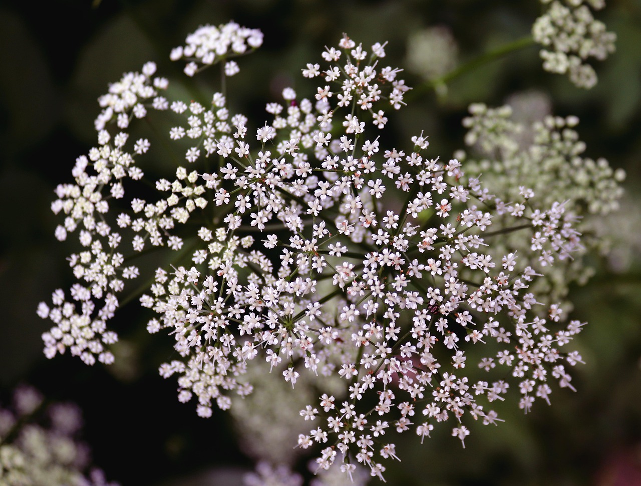 50+ Free Greedy & Nature Photos Pixabay