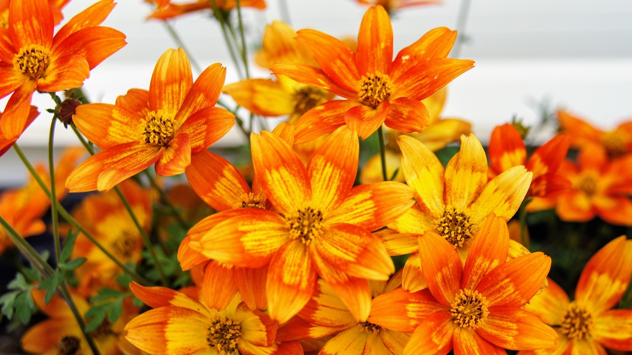 Blumen Blumenkasten Orange - Kostenloses Foto auf Pixabay