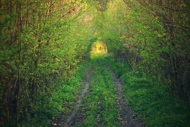 Free Way Forest photo and picture