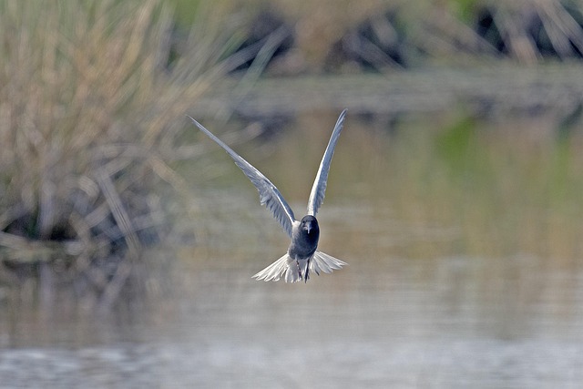 Free Black Tern Tern Flying photo and picture