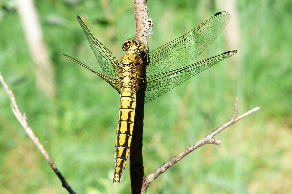 Animals Invertebrates Insect - Free photo on Pixabay