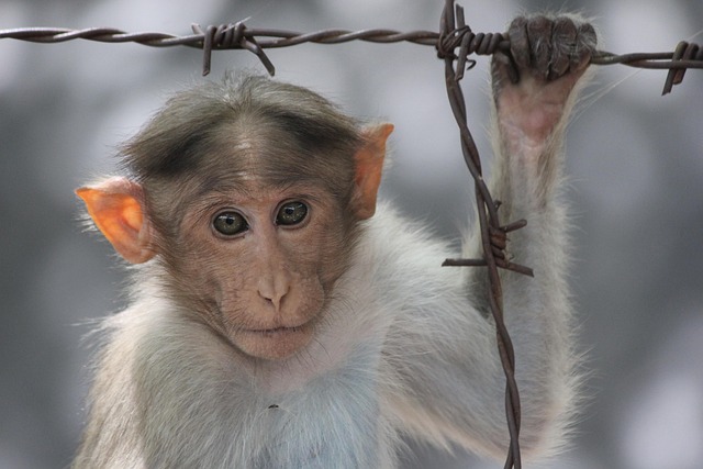 Free Monkey India photo and picture