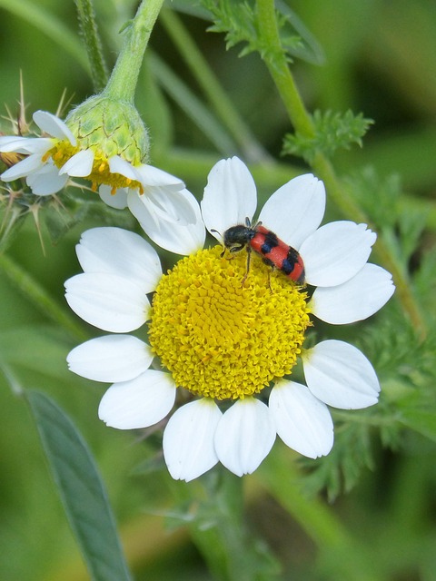 Free Trichodes Apiarius Orange Beetle photo and picture