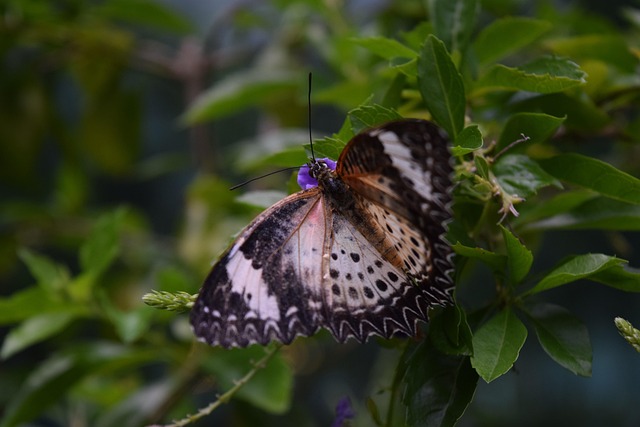 Free Butterfly Garden photo and picture