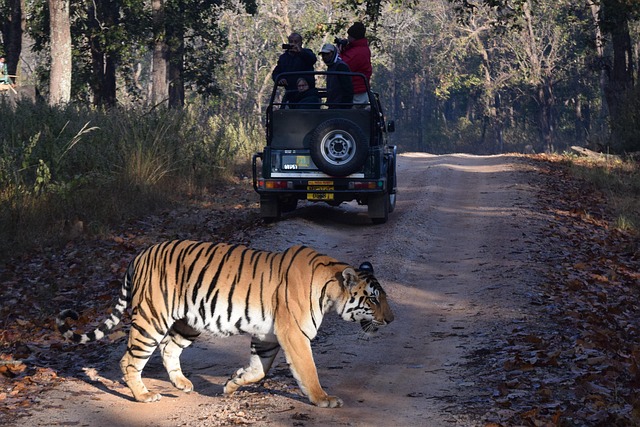 Free Tiger Safari photo and picture