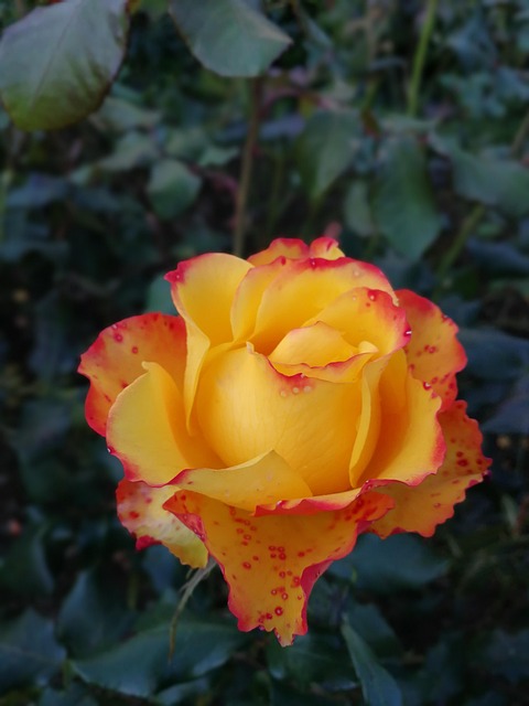 Free Flower Nature photo and picture