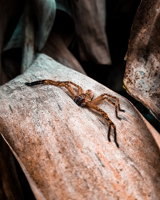Free Spider Exoticism photo and picture