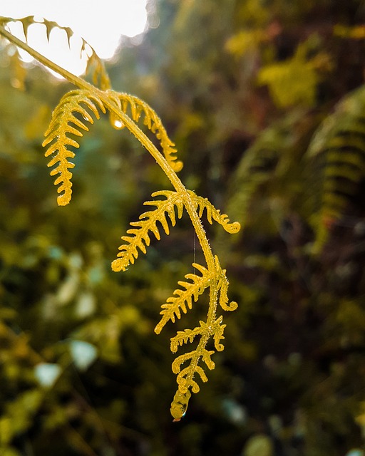 Free Flower Plant photo and picture