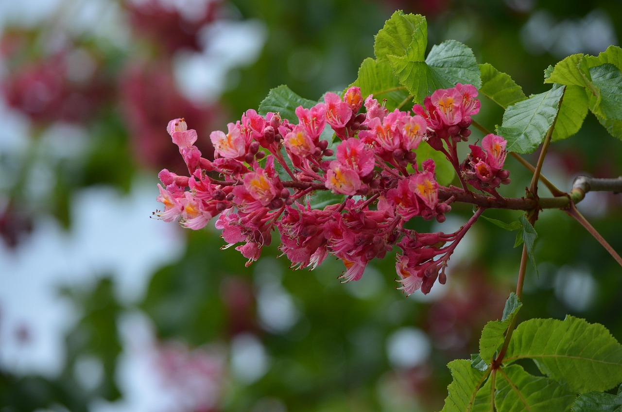 Castaño De Indias Flor Flora - Foto gratis en Pixabay - Pixabay