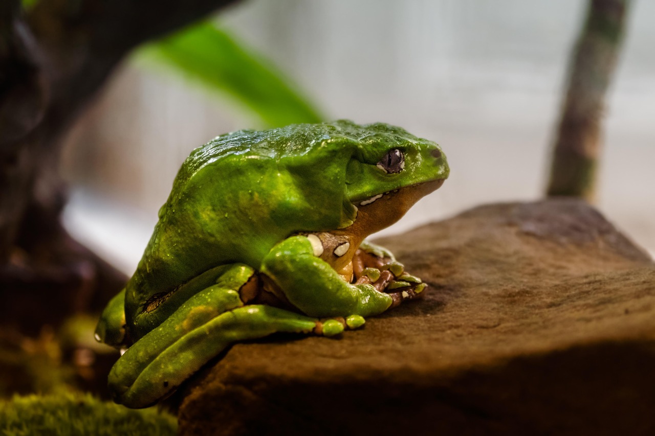 Aquarium - free online jigsaw puzzle photo