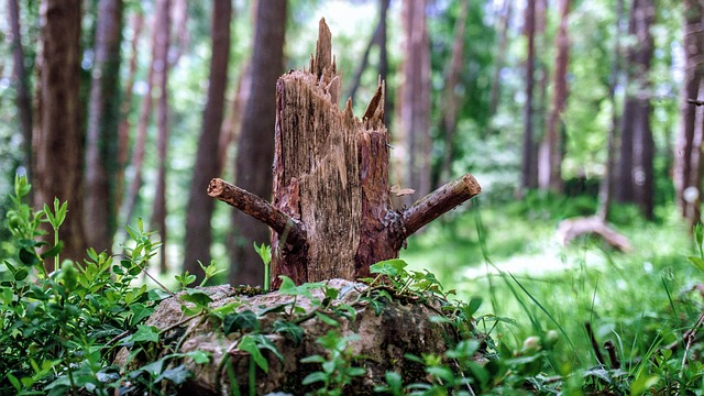 Free Nature Scenery photo and picture