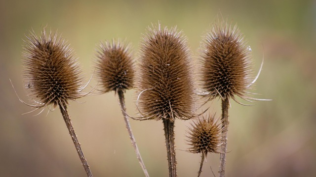 Free Thistles Field photo and picture