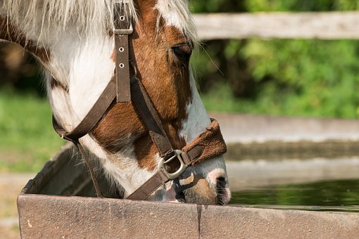 horse's hydration horse's hydration