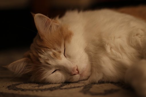 Free Maine Coon Cat photo and picture