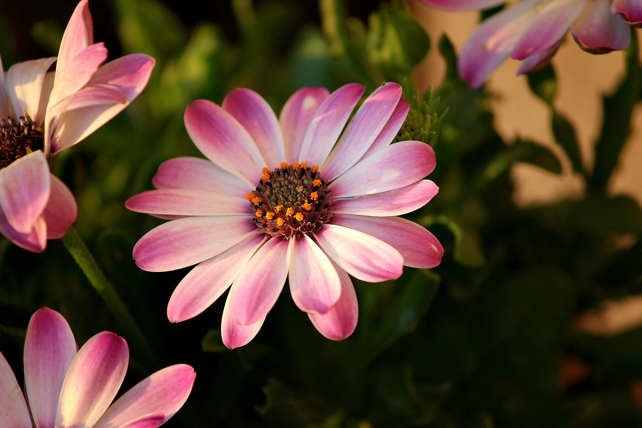 African Daisies - free online jigsaw puzzle photo