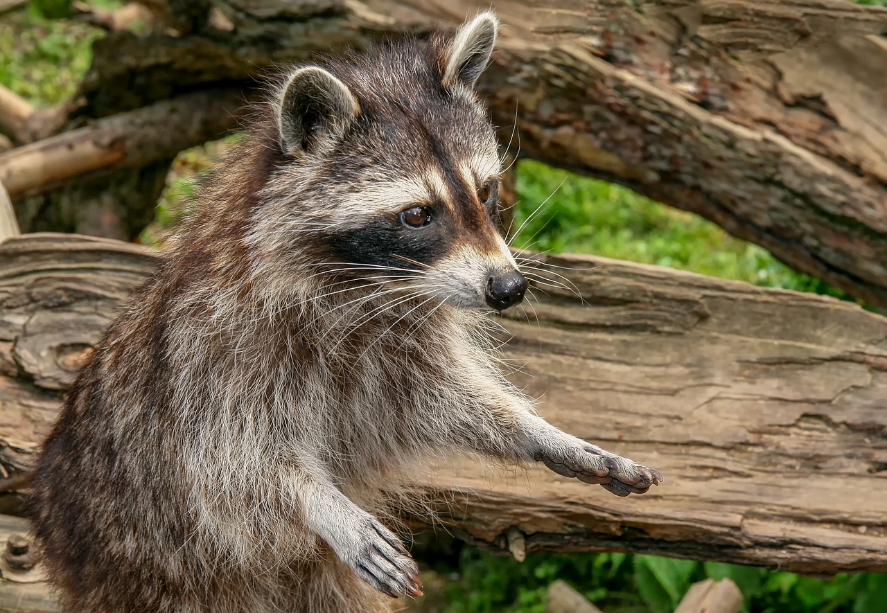 Oltre 400 Foto Procione Natura Gratis Pixabay Oltre 400 Foto Procione Natura Gratis Pixabay