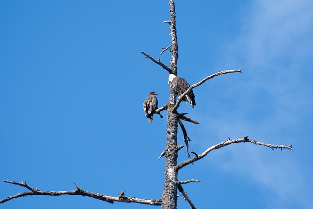 Free Eagles Bald Eagles photo and picture