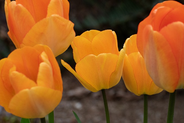 Free Flowers Tulips photo and picture