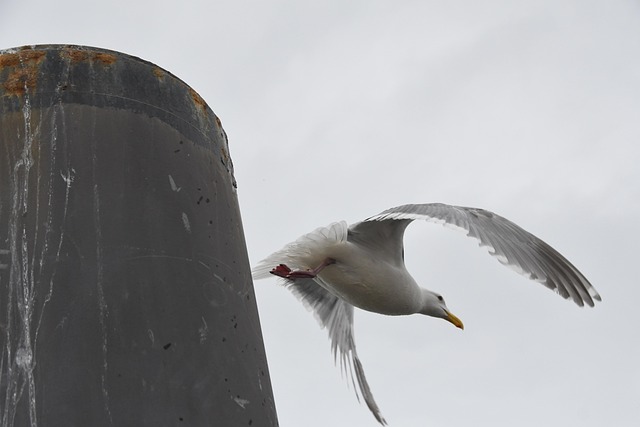 Free Seagull Bird photo and picture