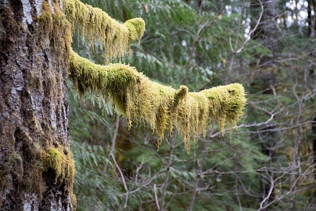 Free Forest Moss photo and picture