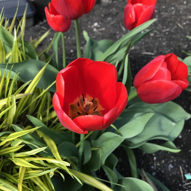 Free Tulip Flower photo and picture