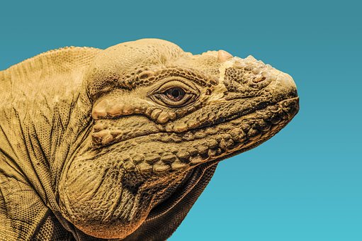 Free Lizard Blue photo and picture