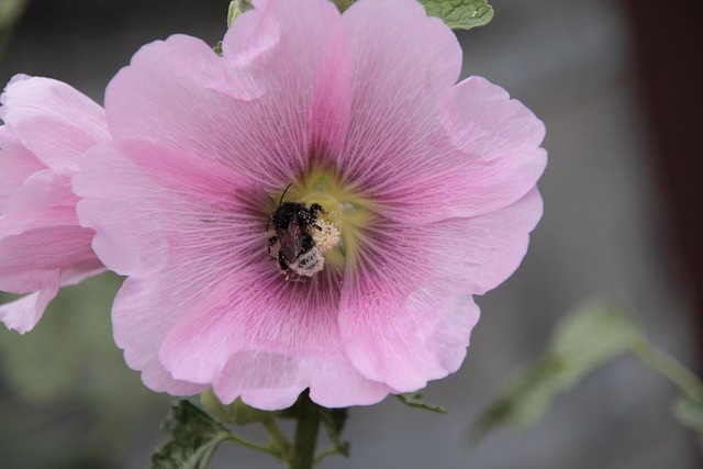 Free Flower Bumblebee photo and picture