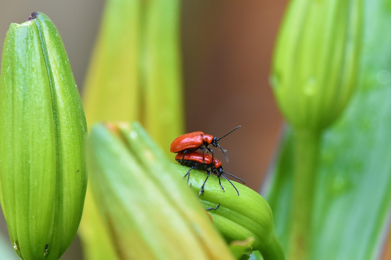 Clean Insect Bilder Macro Nature Insect - Free photo on Pixabay - Pixabay