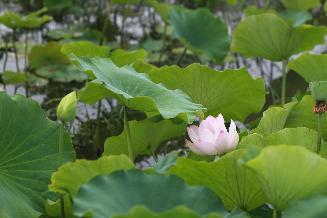 300 + 무료 연잎 & 연꽃 이미지 - Pixabay