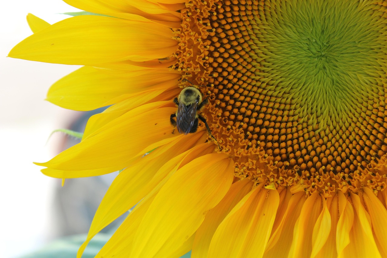 Sunflower Flower Yellow - Free photo on Pixabay - Pixabay