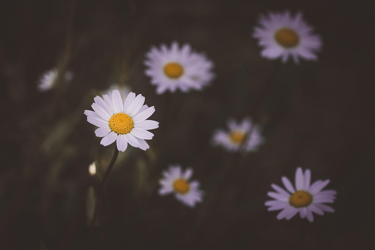 Art Fleurs / Blanche Et Virginie