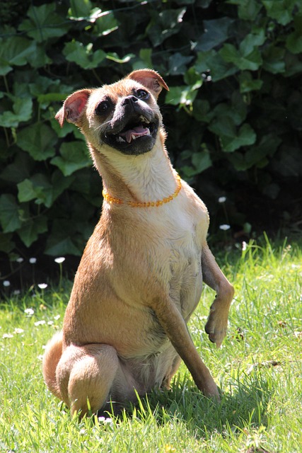 Free Dog Jackrussel photo and picture