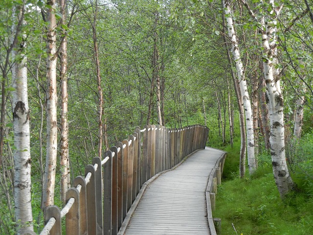 Steg, Birken, Bäume, Holz, Norwegen