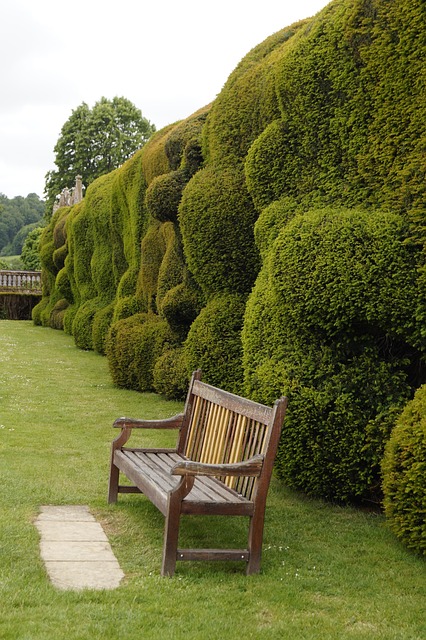 Bank, Hecke, Thuja, Geschnitten