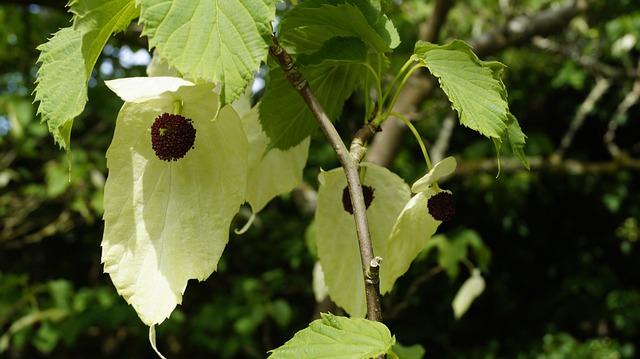 Pflanze, Taschentuchbaum, Blüte