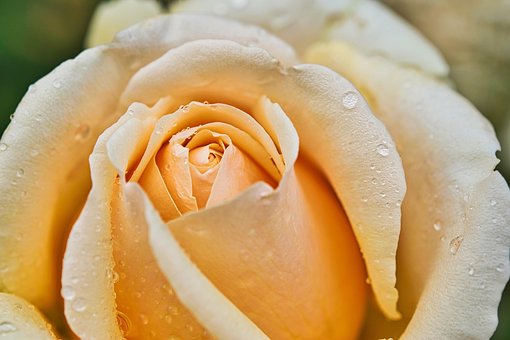 yellow roses images pixabay download free pictures