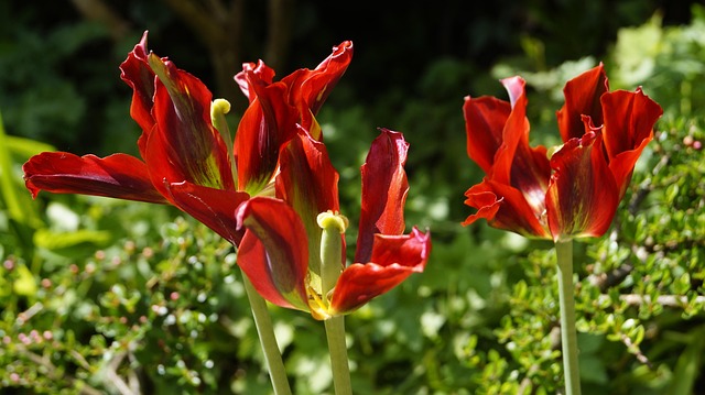 Tulpen, Blüte, Frühling, Rot, Natur